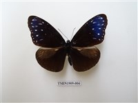 藏品(異紋紫斑蝶)的圖片